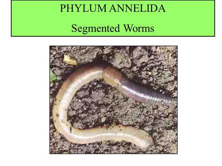 PHYLUM ANNELIDA Segmented Worms. CHARACTERISTICS A.Have many segments separated by internal walls called septa. Most segments are identical. Some segments.