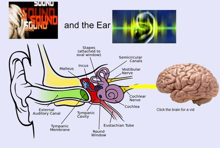 Click the brain for a vid and the Ear. (nothing to do with hearing- used with BALANCE) (sends electrical signals from cochlea to the BRAIN) AuditoryNerve.