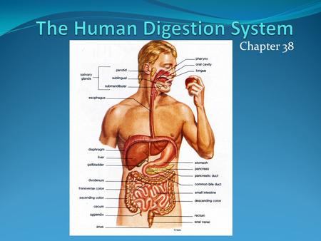 Chapter 38. Functions of the Digestive System To ingest food Digest food Force food along digestive tract Absorbs nutrients from the digested food Eliminates.