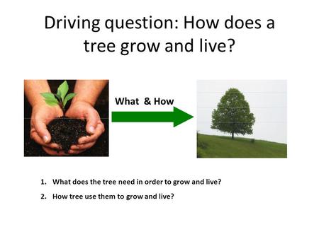Driving question: How does a tree grow and live? What & How 1.What does the tree need in order to grow and live? 2.How tree use them to grow and live?