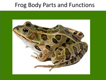 Frog Body Parts and Functions