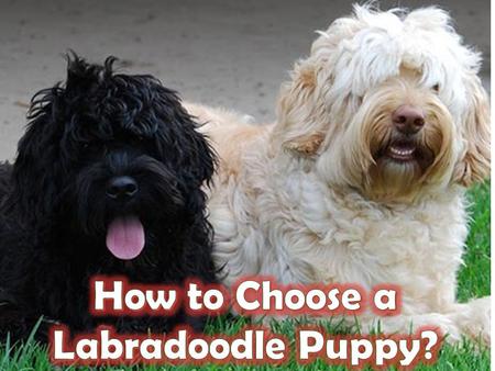 Labradoodles are a cross between a Labrador retriever and a standard poodle -- two hunting breeds (the pom-poms on the Poodle were originally meant to.