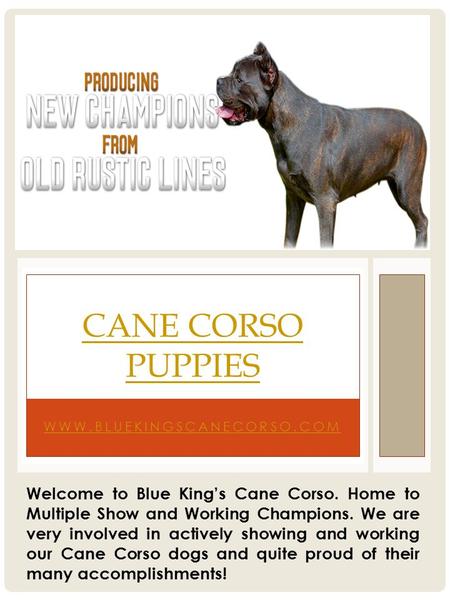 WWW.BLUEKINGSCANECORSO.COM CANE CORSO PUPPIES Welcome to Blue King’s Cane Corso. Home to Multiple Show and Working Champions. We are very involved in actively.