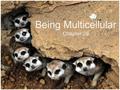 Being Multicellular Chapter 28. SIMPLE MULTICELLULARITY Unicellular eukaryotes evolved first Then simple multicellular eukaryotes evolved In the form.