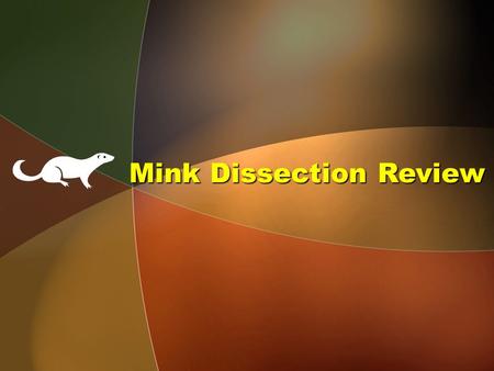 Mink Dissection Review. Menu Neck & Thoracic Cavity Abdominal Cavity Heart Blood Vessels Urinary System Reproductive Systems.