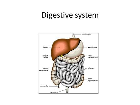 Digestive system. 1. Stomach Digestive system 1.Stomach 2.Descending Colon.