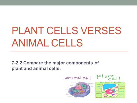 PLANT CELLS VERSES ANIMAL CELLS 7-2.2 Compare the major components of plant and animal cells.