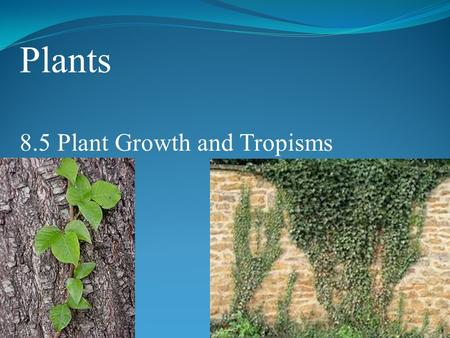 Plants 8.5 Plant Growth and Tropisms. POINT > Describe 3 types of tropisms POINT > Identify 2 important plant hormones POINT > Define dormancy POINT >