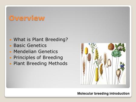 Overview What is Plant Breeding? Basic Genetics Mendelian Genetics