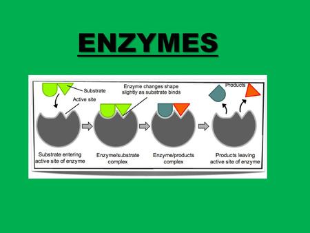 ENZYMES. WHAT is an enzyme? HOW do they work? THE BIG IDEA: –All enzymes are proteins. –It functions as a catalyst to SPEED UP a CHEMICAL REACTION in.