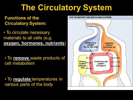 The Circulatory System Functions of the Circulatory System: To remove waste products of cell metabolism To circulate necessary materials to all cells (e.g.