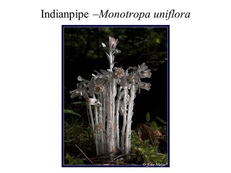 Indianpipe –Monotropa uniflora. Tetraphis pellucida.