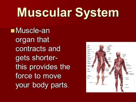 Muscular System Muscle-an organ that contracts and gets shorter- this provides the force to move your body parts. Muscle-an organ that contracts and gets.