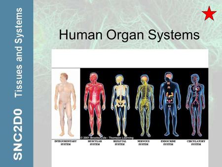 Human Organ Systems. Organs Structures that contain at least two types of tissue that work together for a common purpose What is the largest organ in.