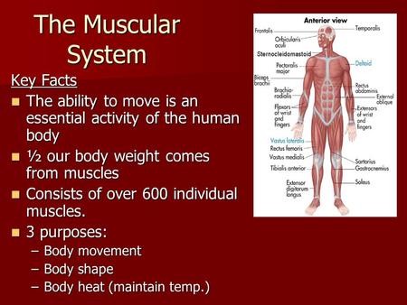 The Muscular System Key Facts The ability to move is an essential activity of the human body The ability to move is an essential activity of the human.