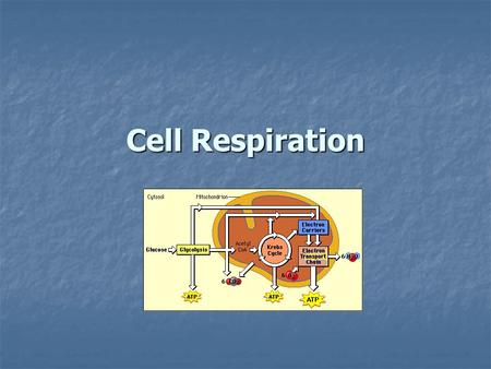 Cell Respiration. What is Cell Respiration? Its related to the respiratory system in that the lungs bring in the oxygen needed for cell respiration Its.