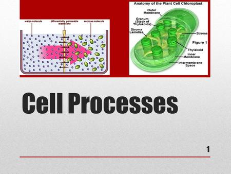 Cell Processes 1 1. Metabolism Cells obtain energy from their environment and then change it into a useable form It is the building up and breaking down.