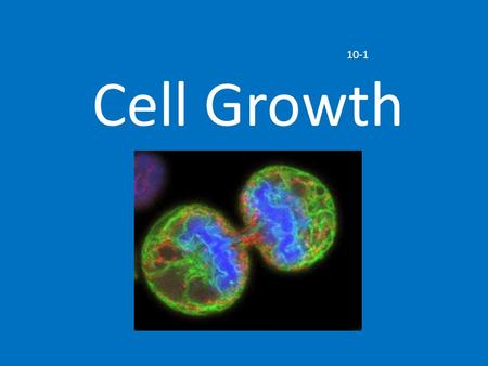 Cell Growth 10-1. Limits to Cell Growth Two reasons why cells divide: DNA Overload Exchanging Materials.