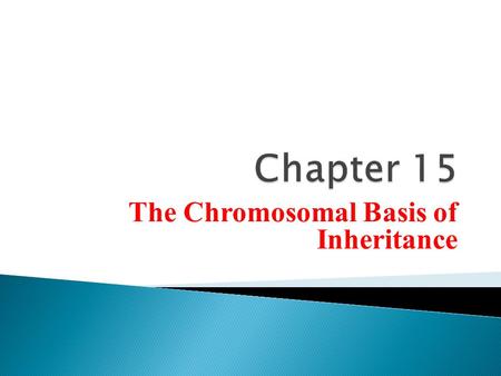 The Chromosomal Basis of Inheritance.  Mendel’s “hereditary factors” were genes  Today we can show that genes are located on chromosomes  The location.