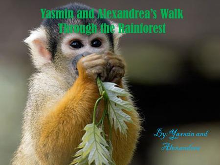 Yasmin and Alexandrea’s Walk Through the Rainforest By:Yasmin and Alexandrea.