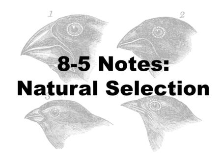 8-5 Notes: Natural Selection. SO HOW DID ORGANISMS BECOME SO WELL ADAPTED TO THEIR ENVIRONMENT?