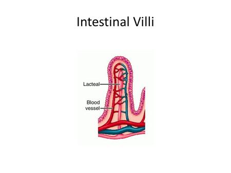 Intestinal Villi. Absorption of Fat Glycerol + Short Chain Fatty Acids  Intestinal Cells  Capillaries  Liver  Bloodstream.