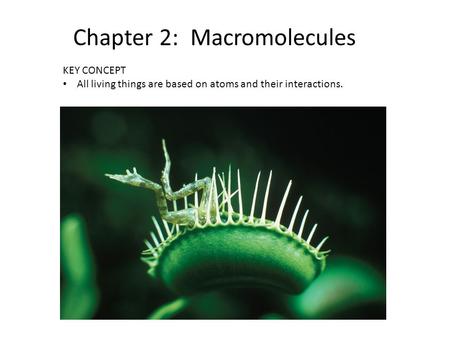 KEY CONCEPT All living things are based on atoms and their interactions. Chapter 2: Macromolecules.