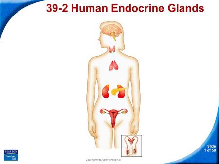39-2 Human Endocrine Glands