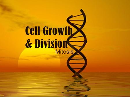 Cell Growth & Division Mitosis. Why do Cells Reproduce? Growth of an organism Replacement of old or damaged cells.