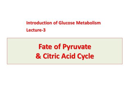 Fate of Pyruvate & Citric Acid Cycle