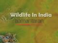 An Introduction to Wildlife Wildlife in India is full of fun and excitement as it gives you the opportunity to visit some of the world renowned national.