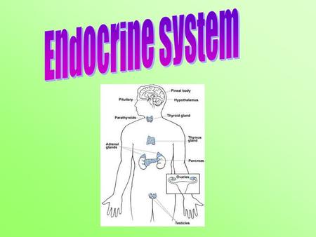 Aim: What are the main parts and functions of the endocrine system? I. Endocrine System A. Endocrine (ductless) gland - is a group of cells that produces.