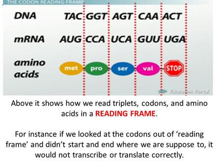 What is a codon? Above it shows how we read triplets, codons, and amino acids in a READING FRAME. For instance if we looked at the codons out of ‘reading.