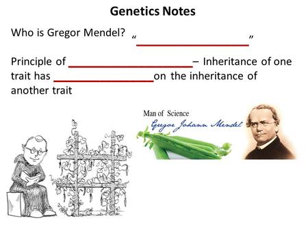 Genetics Notes Who is Gregor Mendel? Principle of _____________________– Inheritance of one trait has _________________on the inheritance of another trait.