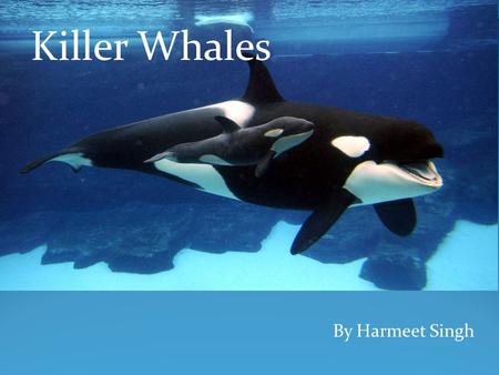 By Harmeet Singh Killer Whales. Killer Whales are white and black. They are smooth. They can grow up to 10m long. Their teeth can be 8cm long. What Killer.