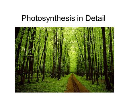 Photosynthesis in Detail. Photosynthesis: An Overview Autotrophs are the producers of the biosphere. Most use photosynthesis to produce organic compounds.