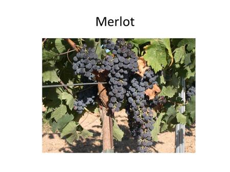 Merlot. Merlot is a darkly blue-colored wine grape, that is used as both a blending grape and for varietal wines. The name Merlot is thought to derive.