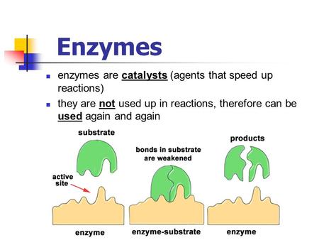 Enzymes enzymes are catalysts (agents that speed up reactions) they are not used up in reactions, therefore can be used again and again.
