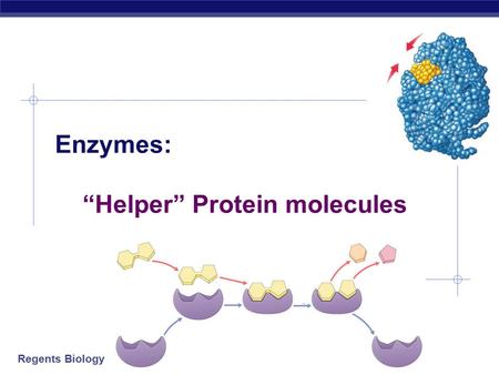 Regents Biology Enzymes: “Helper” Protein molecules.