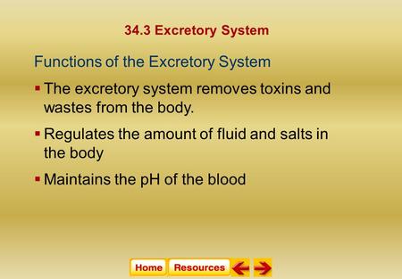 34.3 Excretory System Functions of the Excretory System  The excretory system removes toxins and wastes from the body.  Regulates the amount of fluid.