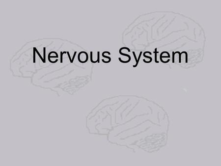 Nervous System. The nervous system is broken down into two major parts: