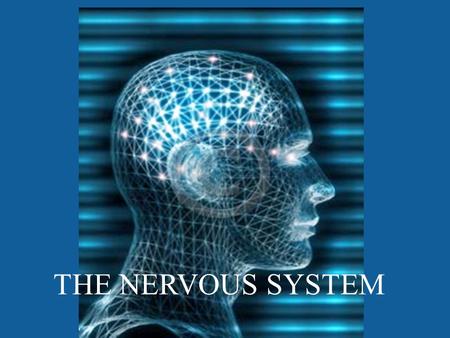 THE NERVOUS SYSTEM. Brain WHAT PARTS DO YOU KNOW THAT ARE IN THE NERVOUS SYSTEM? Spinal Cord Peripheral Nerves.