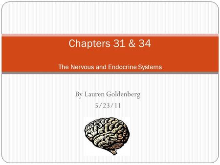 By Lauren Goldenberg 5/23/11 Chapters 31 & 34 The Nervous and Endocrine Systems.