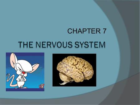 CHAPTER 7. FUNCTIONS 1. Sensory Input- sensory receptors respond to external and internal stimuli by generating nerve impulses that travel to the brain.
