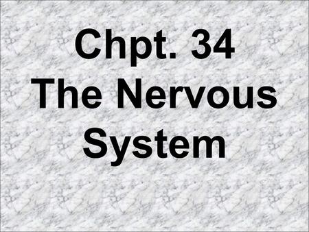 Chpt. 34 The Nervous System. Nervous System and Endocrine System are responsible for coordination of activities in the body A Nervous System allows an.