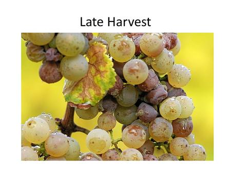 Late Harvest. Late harvest is a term applied to wines made from grapes left on the vine longer than usual. Late harvest is usually an indication of a.
