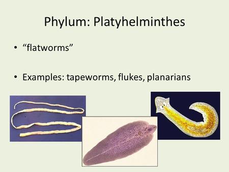 phylum platyhelminthes osztály cestoda példák