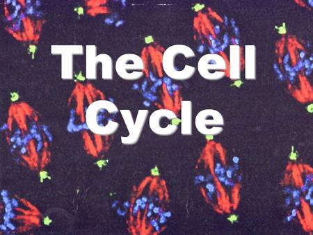 The Cell Cycle. The Life Cycle of a Cell Cell Cycle = events from one cell division to the next.