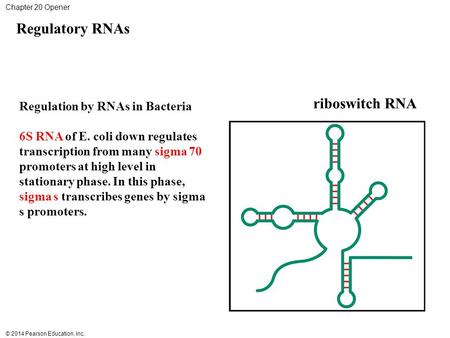 Regulatory RNAs riboswitch RNA Regulation by RNAs in Bacteria