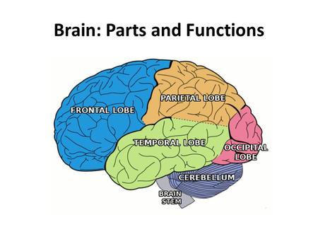 Brain: Parts and Functions